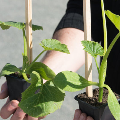 Seedling stakes with seedlings