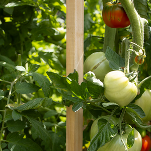 timber tomato stake in garden