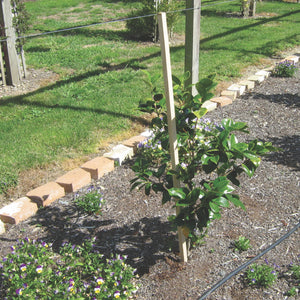 Tomato stakes supporting a lemon tree
