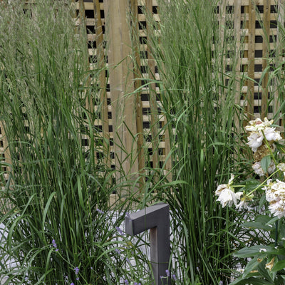 Square Trellis in a garden